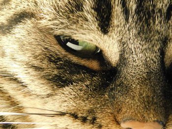 Close-up of cat