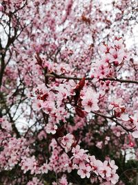 Low angle view of cherry blossom