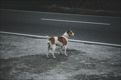 High angle view of dog standing on road