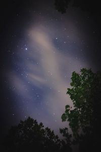 Low angle view of trees against sky at night