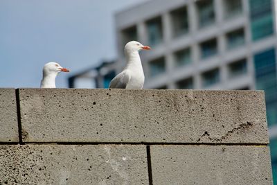 Seagull perching on retaining wall