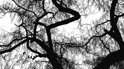 Low angle view of bare trees against sky