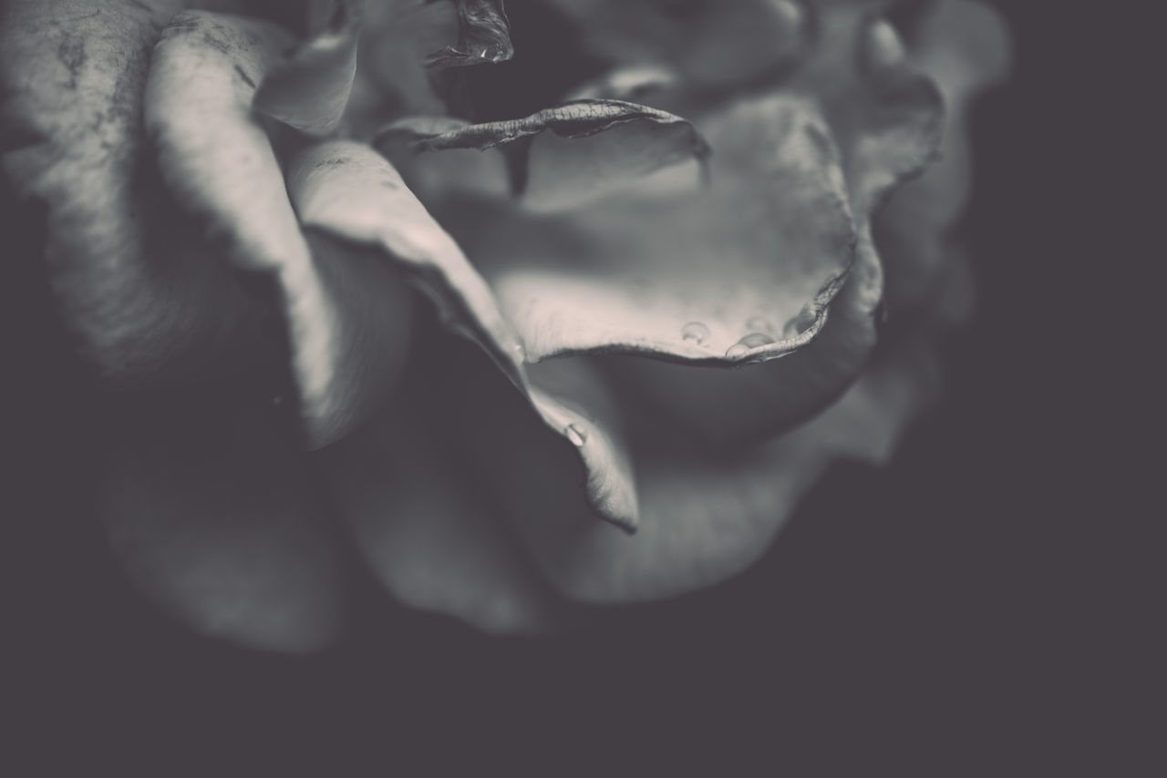 CLOSE-UP OF ROSE ON BLACK BACKGROUND