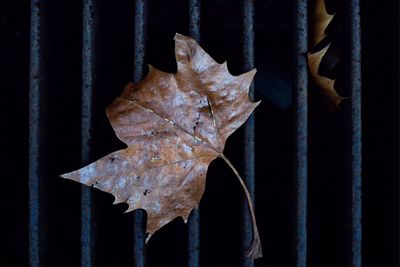 Close-up of dry maple leaves during autumn