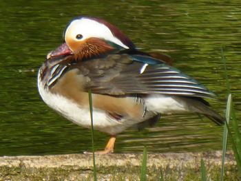 Close-up of duck in lake