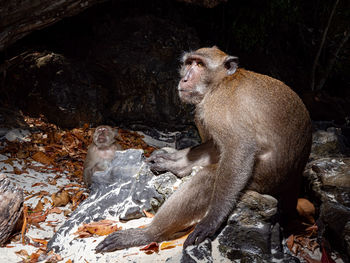 Monkey sitting on rock