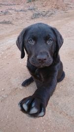 Close-up portrait of black dog