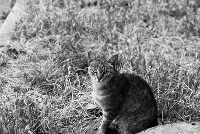 Portrait of cat sitting on field