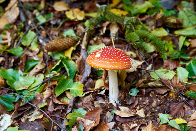 Close-up of mushroom growing during autumn