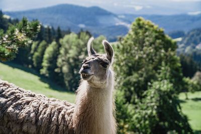 Lama in the austrian alps with beautiful scenic panorama mountain view