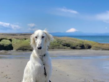 Dog on beach