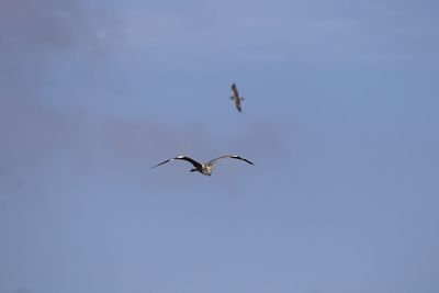 Low angle view of grey heron  flying