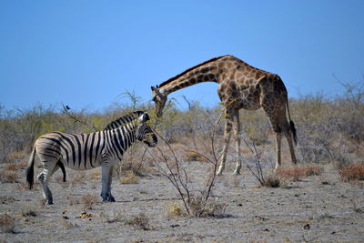 Zebras on a field