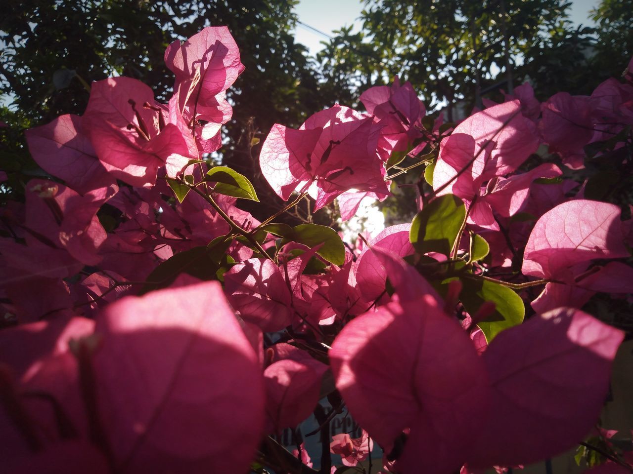 CLOSE-UP OF PINK CHERRY BLOSSOMS