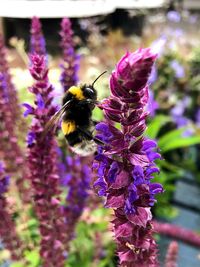 Close-up of bee on purple flowers