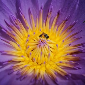 Close-up of bee pollinating on purple water lily