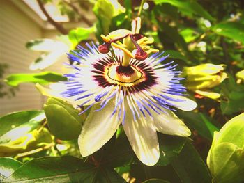 Close-up of purple flowers