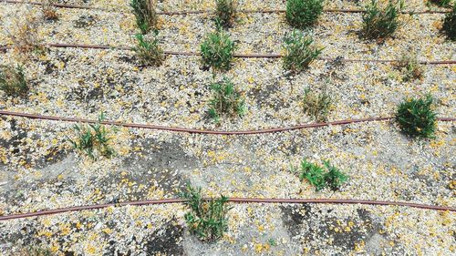 High angle view of plants growing outdoors