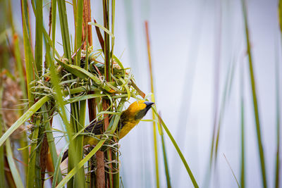 Close-up of bamboo plant