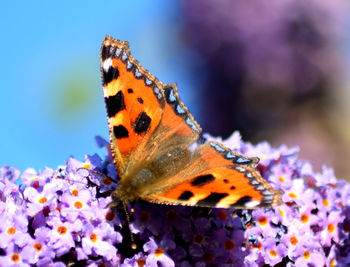 Close-up of butterfly on purple flower