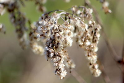 Close-up of wilted flower tree