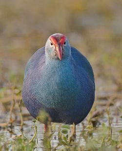 Close-up of a purple swamphen