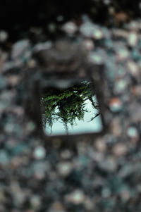Close-up of tree trunk