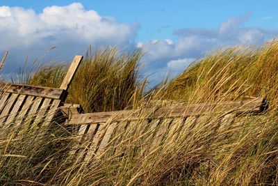 Plants growing on land against sky