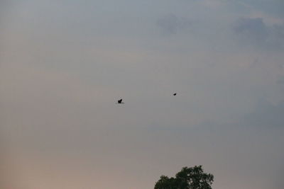 Low angle view of birds flying in the sky