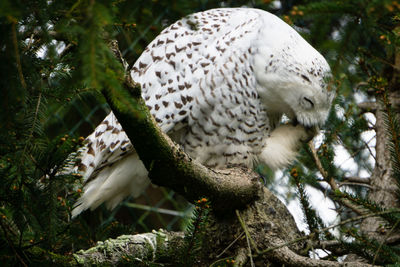 White bird perching on a branch