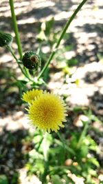 Close-up high angle view of yellow flower