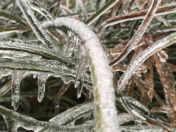 Close-up of frozen plant