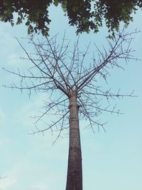 Low angle view of bare tree against blue sky