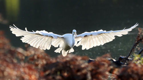 Close-up of seagull flying