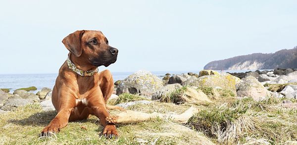 Dog looking away on rock against sky