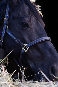 Close-up of horse