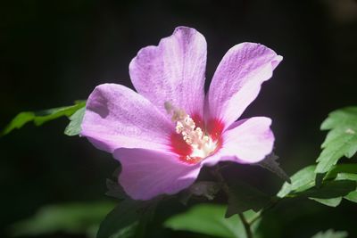 Close-up of flower blooming outdoors