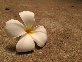 Close-up of frangipani blooming outdoors