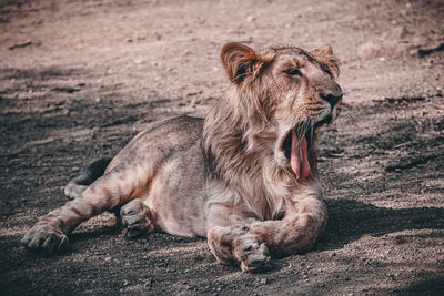 Lioness sitting on field