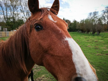 Close-up of horse in ranch