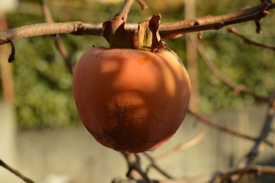 Close-up of fruits hanging on tree