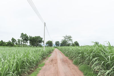 Scenic view of agricultural field against clear sky