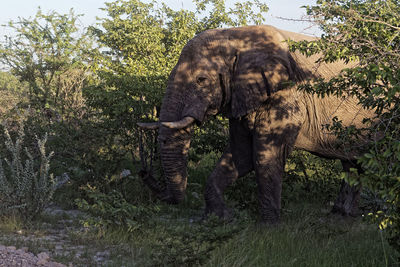 View of elephant in forest