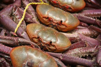 Close-up of dead fish