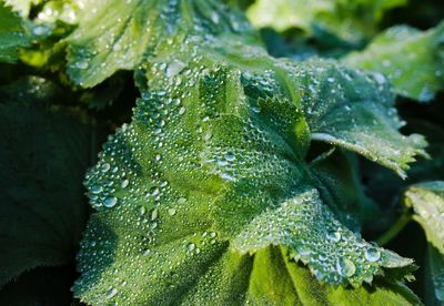 Close-up of wet plant leaves