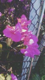 Close-up of pink flowers