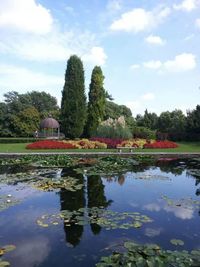 Reflection of trees in pond
