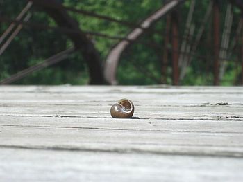 Close-up of wooden plank