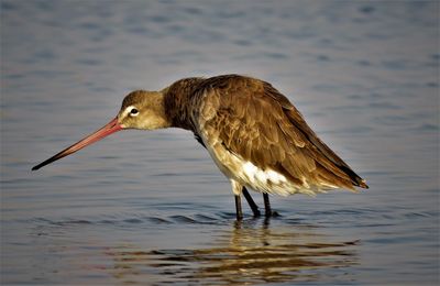 Black tailed-godwit