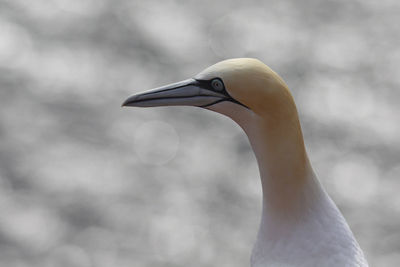 Close-up of  water bird against blurred background